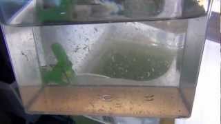 Raise Brine Shrimp Indoors to Adults easy and almost free [upl. by Buffy]