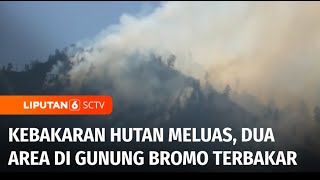 Kebakaran Hutan di TNBTS di Lumajang Kian Meluas  Liputan 6 [upl. by Popele]