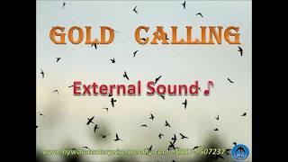 Swiftlet Sound quotGold Callingquot Sample  HY WALET [upl. by Cook]