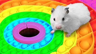 🐹 Hamster Escapes the Rainbow POP IT Maze OBSTACLE COURSE [upl. by Nylacaj271]