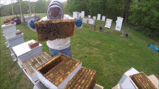 Beekeeping How to Snelgrove a Honeybee hive Part 2 of 4 [upl. by Bradford]