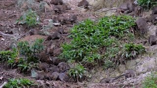 Rat infestation at Bukit Batok [upl. by Atikam]