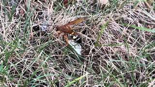 Sphecius Speciosus AKA Eastern Delco Cicadia Killer [upl. by Quince227]