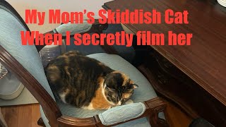 Skiddish Cat 🐈 Reacts to being secretly filmed cat shorts [upl. by Costanzia]