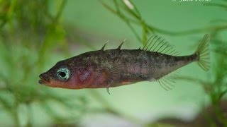 3 spined stickleback Gasterosteus aculeatus Underwater UK [upl. by Schoening]