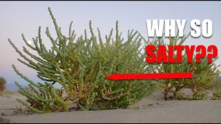 Rare Plant Ecology Salty Plants [upl. by Rech764]