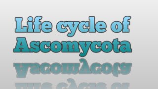 Life Cycle of Ascomycota [upl. by Arnaldo567]