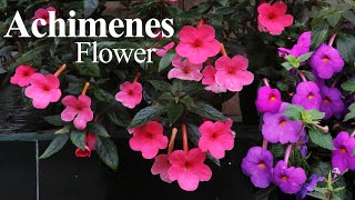 Achimenes Plant Care  Achimenes Flower How to Grow Achimenes Shade Loving flower [upl. by Cida453]