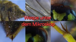 Wespe unter dem Mikroskop  300  600 fache Vergrößerung Fühler Kopf Stachel Flügel Augen [upl. by Derfla]