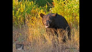 How a Bear CommunicatesTalks [upl. by Ewell920]