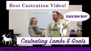 Best Band Castration Instructional Video How to Castrate a Lamb or Goat [upl. by Anileme]