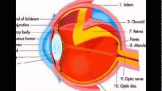 Eye Rods Function [upl. by Sivi922]