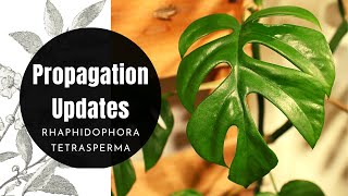 Rhaphidophora Tetrasperma Mini Monstera Propagation Updates  Mistakes Advice amp Recommendations [upl. by Hoppe]