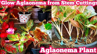 How To Propagate Aglaonema Plant from Stem Cuttings  Aglaonema Plant Repotting [upl. by Brana902]