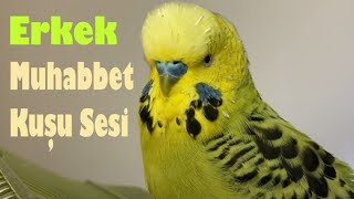 Erkek muhabbet kuşu sesi  Konuşan muhabbet kuşu Fıstık  Aşkuşum Cici kuş [upl. by Nerrag369]