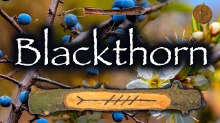 Blackthorn Folklore Mythology and Symbolism of the Blackthorn Tree Straif  Thurisaz [upl. by Anelahs239]