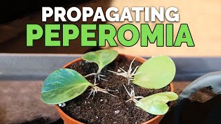 How to Propagate Peperomia 2 Easy Methods [upl. by Iny]