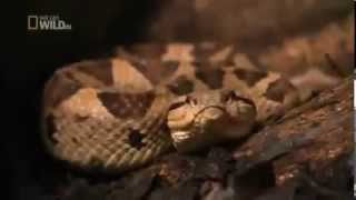 The Most Dangerous Snakes  The Jumping Viper  Atropoides [upl. by Bolten498]