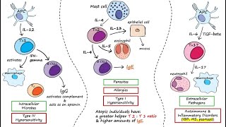 Helper T Cells [upl. by Anaeerb]