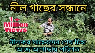 ব্রিটিশদের ফেলে যাওয়া নীল গাছের সন্ধানে  Indigofera tinctoria Plants of British India [upl. by Ailla]