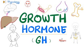 Growth Hormone GH  Somatotropin  Dwarfism Gigantism Acromegaly  Endocrine Physiology [upl. by Cod426]