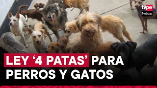 Ley 4 Patas todo lo que debes saber sobre la norma que favorece a perros y gatos [upl. by Martelle377]