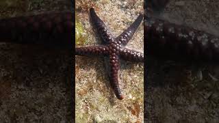 Star Of The Sea nature kikambalafisheriesgroup youtubeshorts [upl. by Anrat]