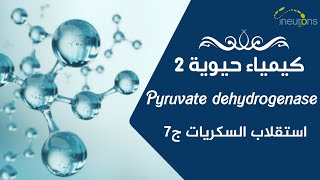 🕵️‍♂️كيمياء حيوية 2  استقلاب السكريات  pyruvate dehydrogenase complex [upl. by Burkhard]