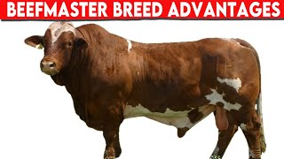 ⭕ Beefmaster Breed Advantages AND Disvantages ✅ Cattle Beefaster [upl. by Behm146]