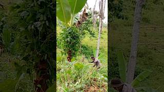 Life farming in province AUG 31 2024 viralvideo video bananafarming nature banana [upl. by Eeramit]