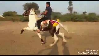 ताकिSakab के भाई को देखो चाल चलता हुआHorse reval chal training Jakir bordiHorse reval chal [upl. by Moss]