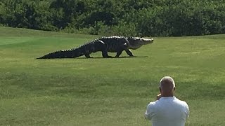 Giant Gator Walks Across Florida Golf Course  GOLFcom [upl. by Moses141]