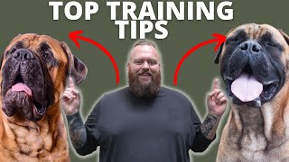 3 TIPS FOR TRAINING YOUR BULLMASTIFF [upl. by Adnolahs]