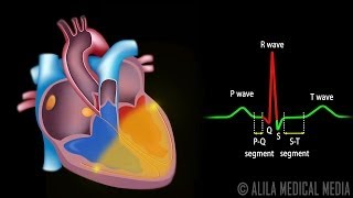 Cardiac Conduction System and Understanding ECG Animation [upl. by Yesak]