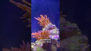 Alimentamos a nuestra anémona con Almeja Natural acuario acuarios acuariofilia aquarium [upl. by Zaria]