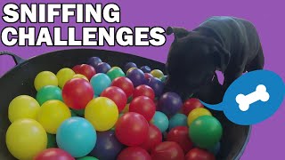 Sniffing confidence building and the ball pit challenge [upl. by Hungarian]