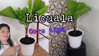 Licuala Care Tips [upl. by Rramaj]