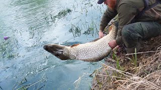 The BIGGEST River Fish Ive Ever Caught Smashed It at my Feet [upl. by Bluma317]