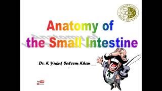 Anatomy of the Small Intestine  Dr Yusuf [upl. by Brandon]