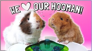 10 Best Ways to Interact and Play with Your Guinea Pigs [upl. by Newfeld]