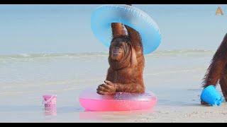 Animalia Orangutans Rambo Prince and Freddie hit the beach [upl. by Ahseiyt]