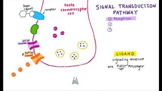 The Transduction of Sweet Taste [upl. by Naujtna]