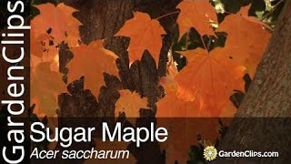 Sugar Maple  Acer saccharum [upl. by Thomasa859]