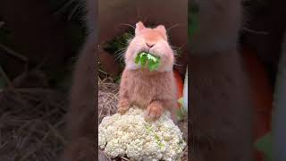 The sound of a little rabbit eating celery is so healing Rabbit Cute Pet Debut Plan [upl. by Jewelle]