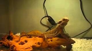 how to take care of a bearded dragon  bearded dragon care guide [upl. by Sida]