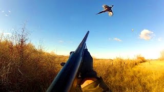 Pheasant Hunting Montana [upl. by Oalsinatse]