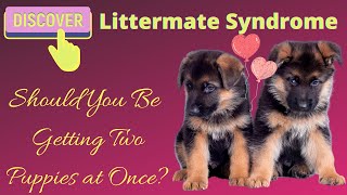 Littermate Syndrome Should You Get Two Puppies at Once [upl. by Rebhun]