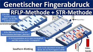 Genetischer Fingerabdruck RFLP Methode STR Methode Gelelektrophorese  Gentechnik Oberstufe [upl. by Divadnahtanoj413]