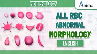 All Abnormal Red blood cells  RBC Morphologies  English [upl. by Mitchiner]