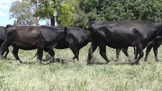 Mopoke Cattle Co  55 PTIC Heifers [upl. by Terra42]